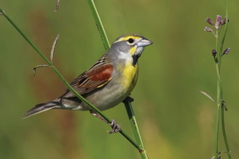 Dickcissel (Spiza americana), Texas, USA