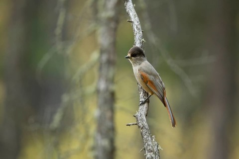 Siberian Jay (Perisoreus infaustus sibericus) perched on a branch, Toew Aimag, Mongolia