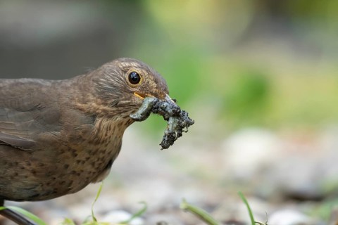European blackbird (Turdus merula) adult female bird collecting slugs for food in a garden in