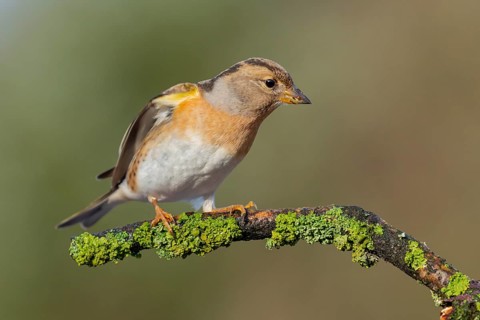 Brambling (Fringilla montifringilla) female perched on a branch, Lower Saxony, Germany