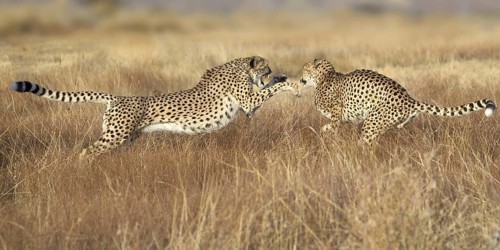 Cheetah (Acinonyx jubatus) male and female fighting, Castile-La Mancha, Spain