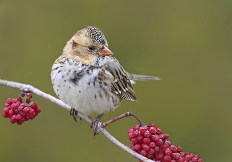 Harris's Sparrow (Zonotrichia querula), Saskatchewan, Canada