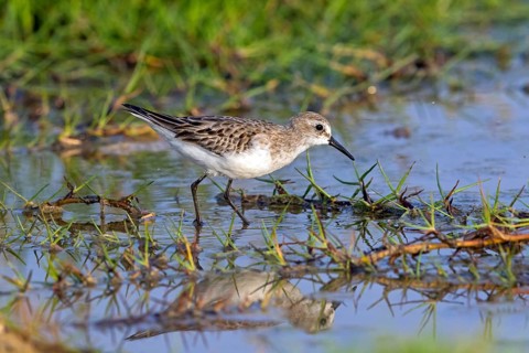 Animals, Birds, Little Sandpiper, (Calidris minuta), Biotope, Habitat, Foraging, Migratory bird,