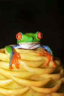 Red eyed tree frog (Agalychins callydrias) on yellow flower, Costa Rica
