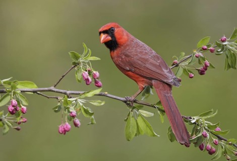 Northern Cardinal (Cardinalis cardinalis) male, Maryland, USA