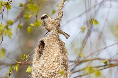 Eurasian Penduline Tit (Remiz pendulinus) male building nest, Poland
