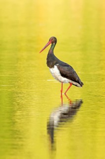 Black Stork (Ciconia nigra) foraging, Saxony-Anhalt, Germany