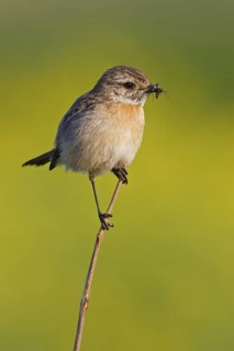 European Stonechat (Saxicola rubicola) female, Rhineland-Palatinate, Germany