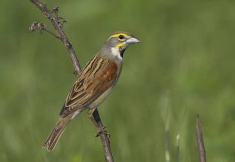 Dickcissel (Spiza americana), Ohio, USA