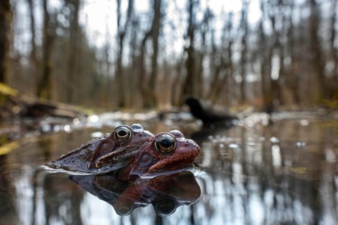 Common frog, couple in spawning pond, (Rana temporaria), animals, amphibians, frog, frogs, frog