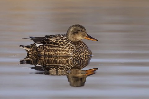 Gadwall (Mareca strepera), Utrecht, Netherlands