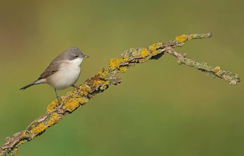 Lesser Whitethroat (Sylvia curruca) perched on lichen branch, Aosta Valley, Italy