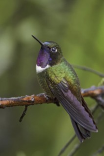 Amethyst-throated Sunangel (Heliangelus amethysticollis), Ecuador