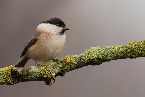 Willow Tit (Poecile montanus) perched on a mossy branch, Lower Saxony, Germany