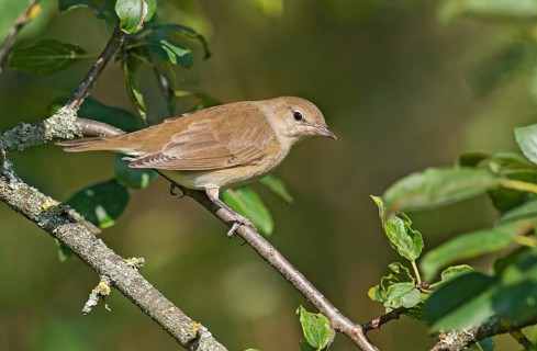 Garden Warbler (Sylvia borin) perched on a branch, Aosta Valley, Italy