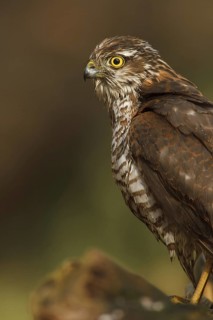 Eurasian Sparrowhawk (Accipiter nisus), Netherlands