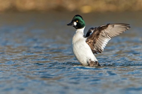 Common Goldeneye (Bucephala clangula) male, Saxony-Anhalt, Germany