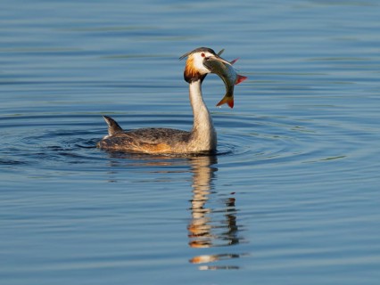 Great Crested Grebe (Podiceps Scalloped ribbonfish) with a large fish in its beak swimming on a