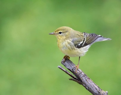 A Fall plumage Blackpoll Warbler, Setophaga striata, perched in Saskatoon, Canada