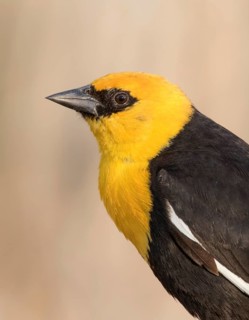 A male Yellow-headed Blackbird, Xanthocephalus xanthocephalus, in a marsh, near Laura, Saskatchewan