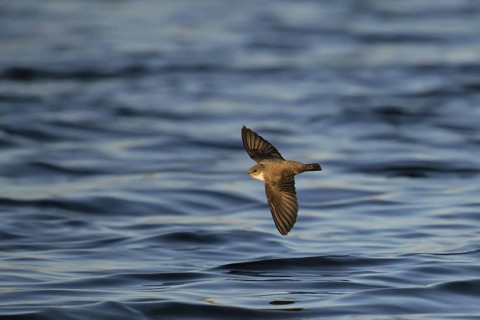 Eurasian Crag Martin (Ptyonoprogne rupestris) flying, Murcia, Spain