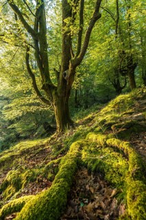 Green roots of a tree in a beech forest on the path up to Monte Adarra in Urnieta, near San