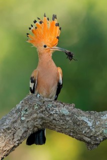 Eurasian Hoopoe (Upupa epops) with spider in beak, Andalusia, Spain