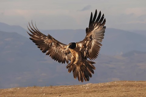A young bearded vulture descends gracefully, its impressive wings fully extended as it prepares to