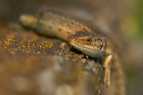 Common lizard (Zootoca vivipara) adult reptile animal resting on a wooden sleeper, England, United