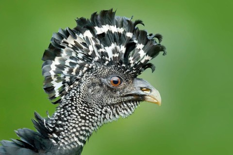 Detail portrait of bird crest. Bare-faced Curassow, big black bird with yellow bill in the nature