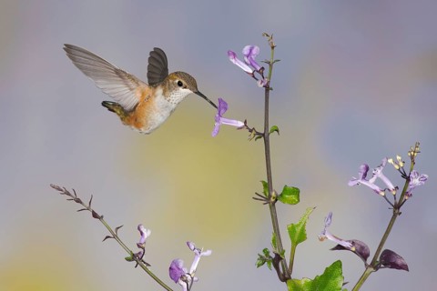 Rufous Hummingbird (Selasphorus rufus) flying while feeding at flower nectar, Texas, USA