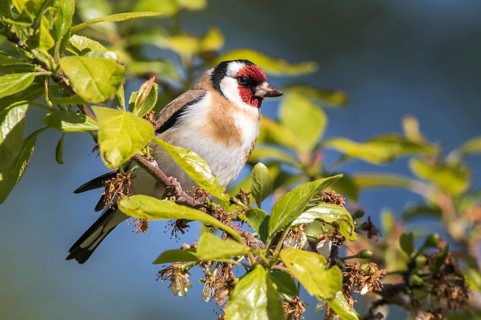 European Goldfinch (Carduelis carduelis), Mecklenburg-Western Pomerania, Germany