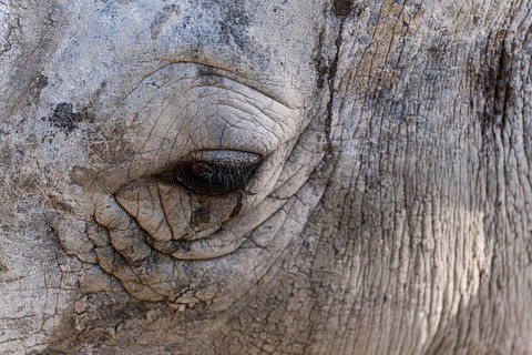 This close-up image captures the intricate textures and details of a rhino's eye, highlighting its