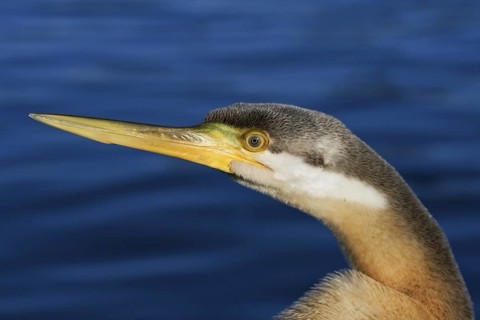 Australasian Darter (Anhinga novaehollandiae), Australian Capital Territory, Australia