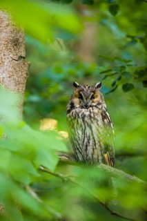 One long-eared owl (Asio otus), sitting on a branch of a tree, between green leaves