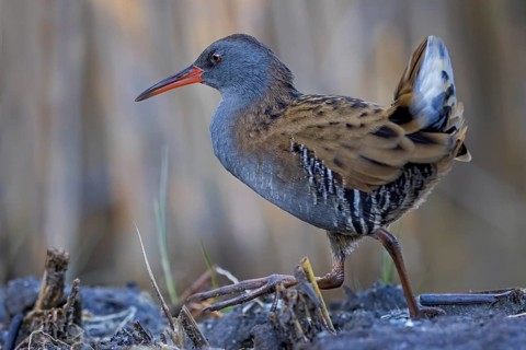 Water Rail (Rallus aquaticus) foraging, Saxony-Anhalt, Germany