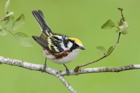 Chestnut-sided Warbler (Setophaga pensylvanica), Texas, USA