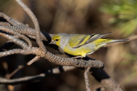Citril Finch - Zitronengirlitz - Carduelis citrinella, Germany, adult