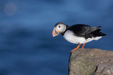 Atlantic Puffin (Fratercula arctica), Iceland