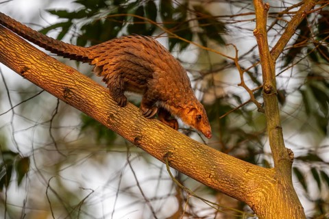Pangolin climbing a tree, white-bellied pangolin (Phataginus tricuspis, Manis tricuspis), Western