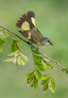American Redstart (Setophaga ruticilla) female, Texas, USA