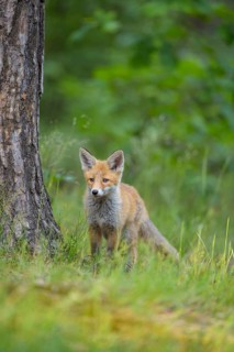 Red fox (Vulpes vulpes), a curious young fox standing next to a tree, summer, Hesse, Germany