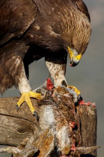Golden Eagle (Aquila chrysaetos) immature, first winter plumage eating a rabbit, Castile and Leon,