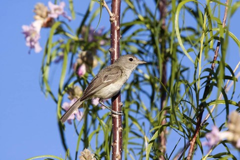 Bell's Vireo Vireo bellii arizonae Tucson, Pima County, Arizona, United States 31 May Adult Male