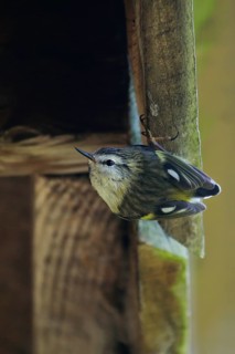 Rifleman (Acanthisitta chloris) at nest at a house, South Island, New Zealand