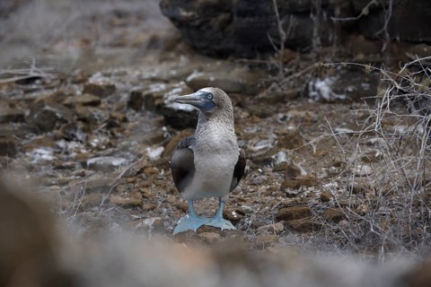 A Blue-footed Booby, distinctive for its blue feet, perched amidst sparse vegetation and rocky