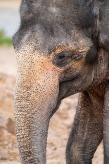 African bush elephant (Loxodonta africana), portrait, captive, distribution Africa