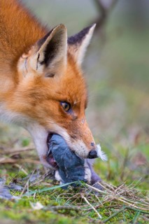 Red Fox (Vulpes vulpes) adult feeds on Common Wood Pigeon (Columba palumbus), Netherlands