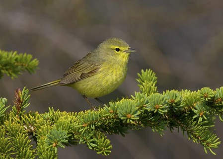 Orange-crowned Warbler, male