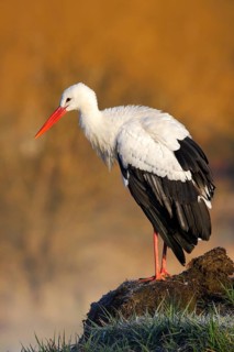 White stork, Ciconia ciconia, on the lake in spring. Stork with open wing. White stork in the
